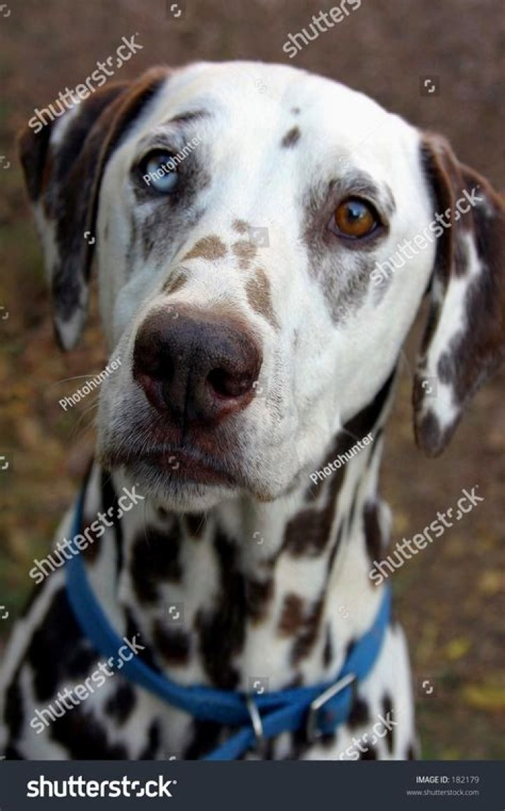 Are blue eyed Dalmatians deaf?