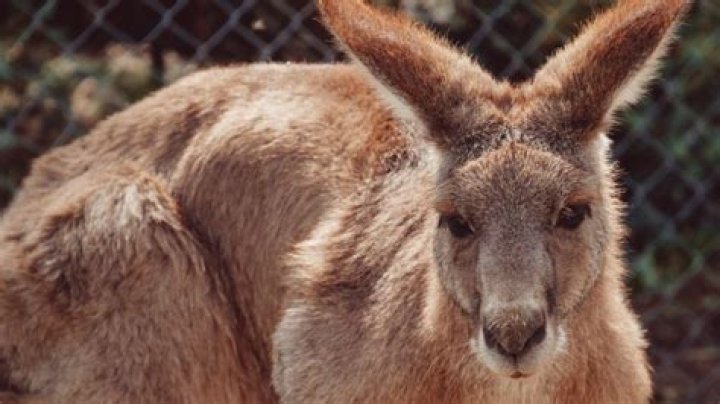 Are Joey Bragg and Audrey Whitby still together?