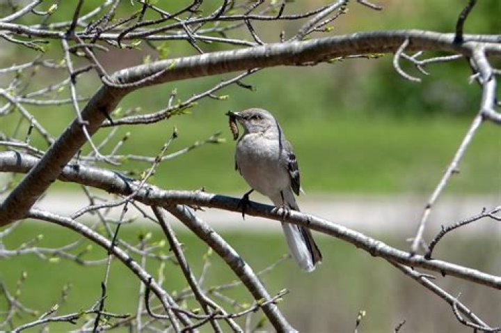 Are Mockingjays real birds? – Celebrity.fm – #1 Official Stars, Business & People Network, Wiki, Success story, Biography & Quotes