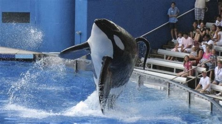 ¿Están relacionados Tilikum y Keiko? – Celebrity.fm