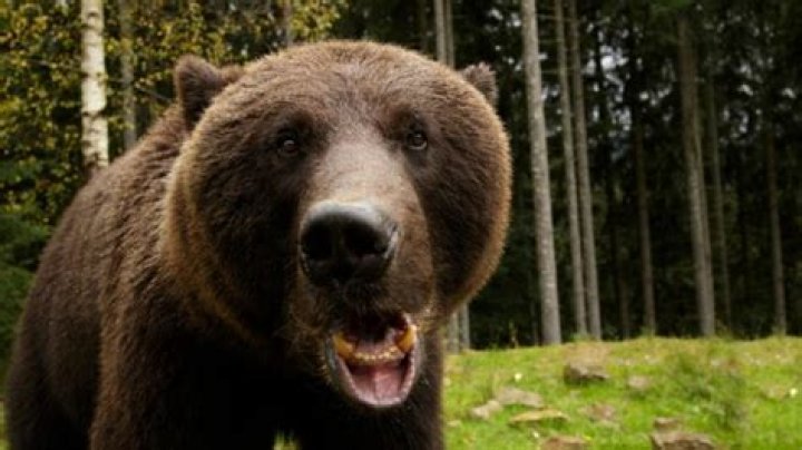 ¿Los osos comen humanos? – Celebrity.fm