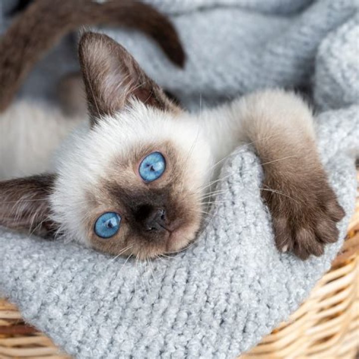 Do Siamese cats like to cuddle? – Celebrity.fm – #1 Official Stars, Business & People Network, Wiki, Success story, Biography & Quotes