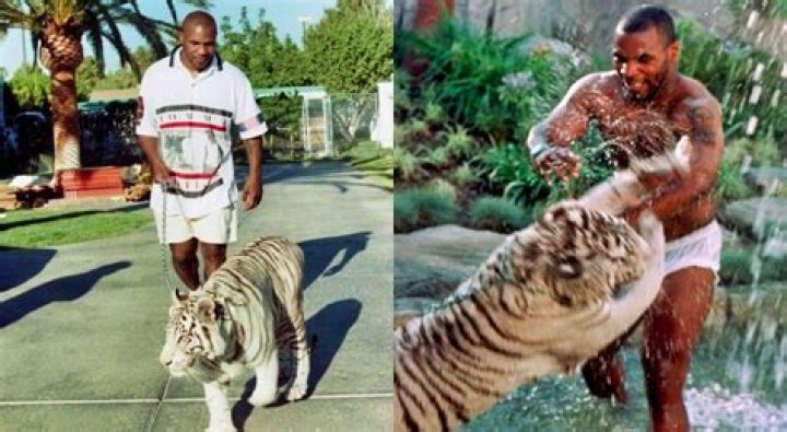 ¿Cuánto costó el tigre de Mike Tyson? – Celebrity.fm