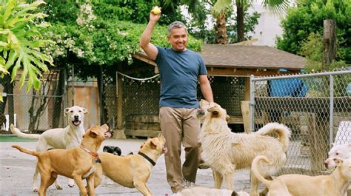 How much does Cesar Millan charge to train dogs?