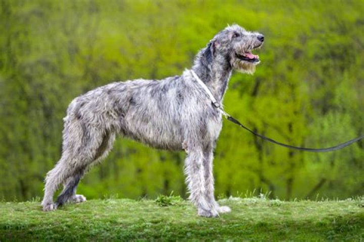 Is a wolfhound part wolf?