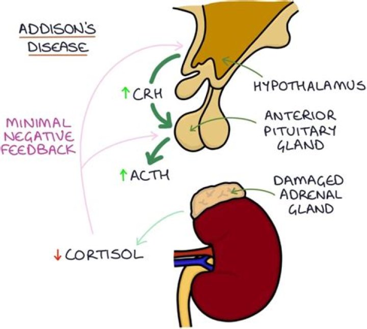 Is Bryce Hall in Addisons new movie? – Celebrity.fm – #1 Official Stars, Business & People Network, Wiki, Success story, Biography & Quotes
