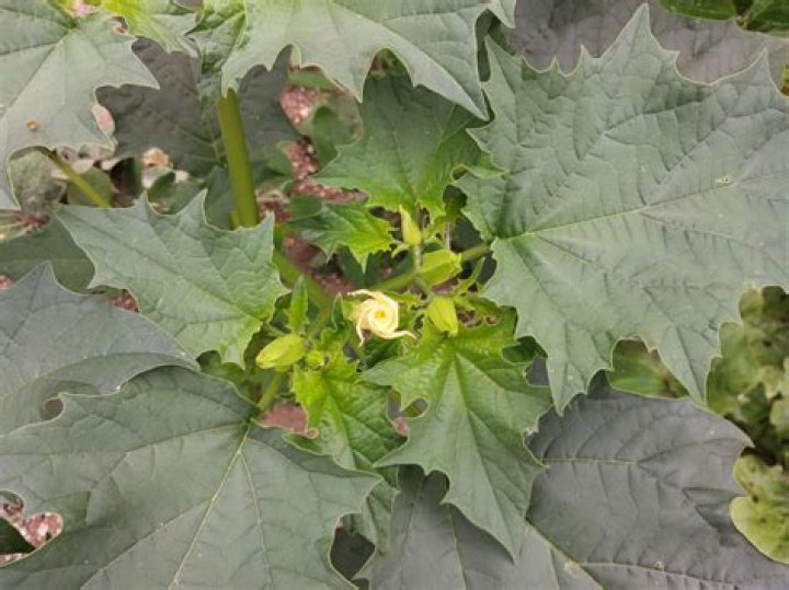 Is Devil’s Snare a real plant? – Celebrity.fm – #1 Official Stars, Business & People Network, Wiki, Success story, Biography & Quotes