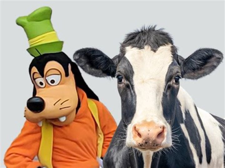 Ist Goofy eine Kuh oder ein Hund? – Celebrity.fm