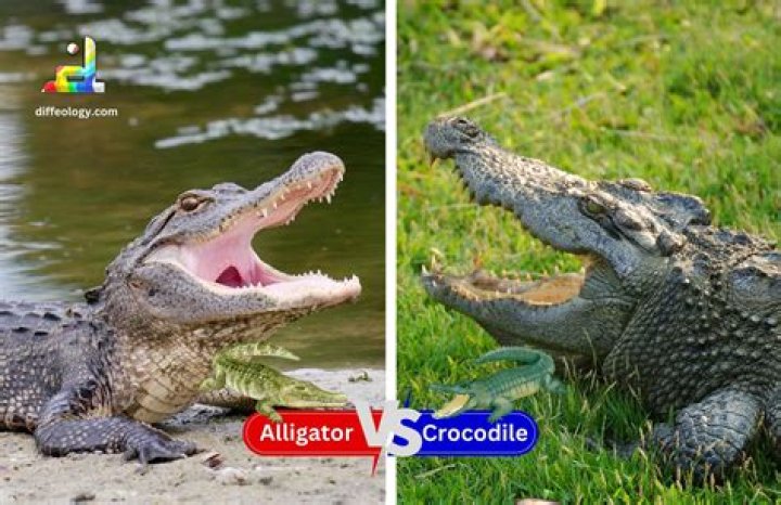 Är Louis en krokodil eller alligator?