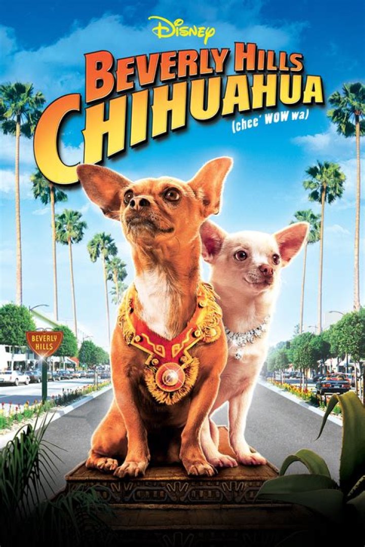 ¿Papi de Beverly Hills Chihuahua sigue vivo? – Celebrity.fm