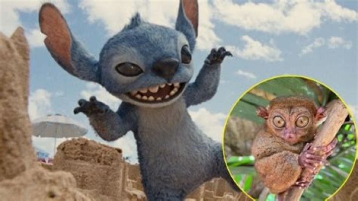 ¿Qué tipo de animal es Stitch? – Celebrity.fm