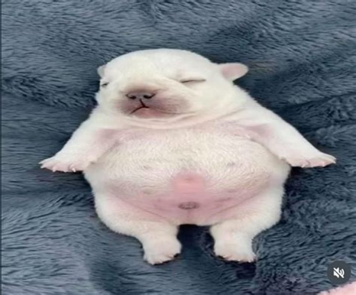 Was the dog in Peter Pan a pitbull? – Celebrity.fm – #1 Official Stars, Business & People Network, Wiki, Success story, Biography & Quotes