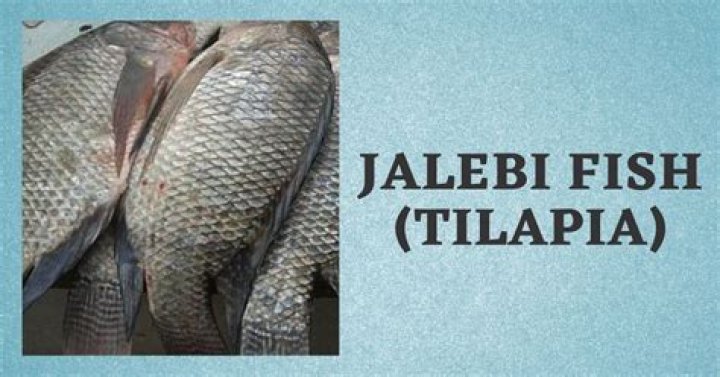 ¿Qué llama jalebi Inglés? – Celebrity.fm