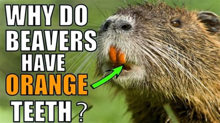 ¿De qué color son los dientes de un castor? – Celebrity.fm