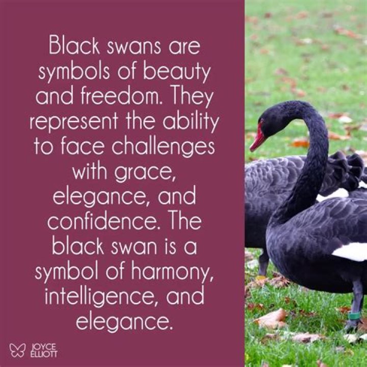 What do black swans mean spiritually? – Celebrity.fm – #1 Official Stars, Business & People Network, Wiki, Success story, Biography & Quotes
