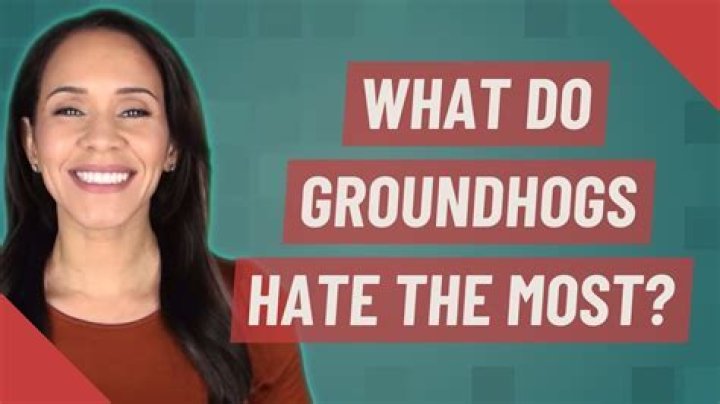 What do groundhogs hate the most? – Celebrity.fm – #1 Official Stars, Business & People Network, Wiki, Success story, Biography & Quotes