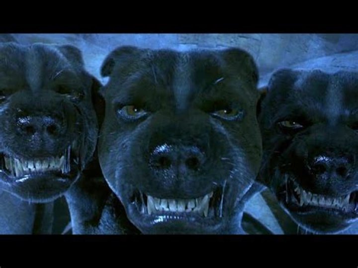 What happened to Fluffy after Harry Potter? – Celebrity.fm – #1 Official Stars, Business & People Network, Wiki, Success story, Biography & Quotes