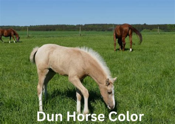 What is a dun stallion?