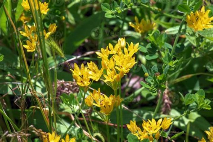 What is a moly plant? – Celebrity.fm – #1 Official Stars, Business & People Network, Wiki, Success story, Biography & Quotes