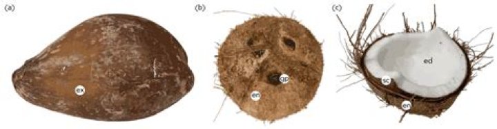 What is Cocos real name? – Celebrity.fm – #1 Official Stars, Business & People Network, Wiki, Success story, Biography & Quotes