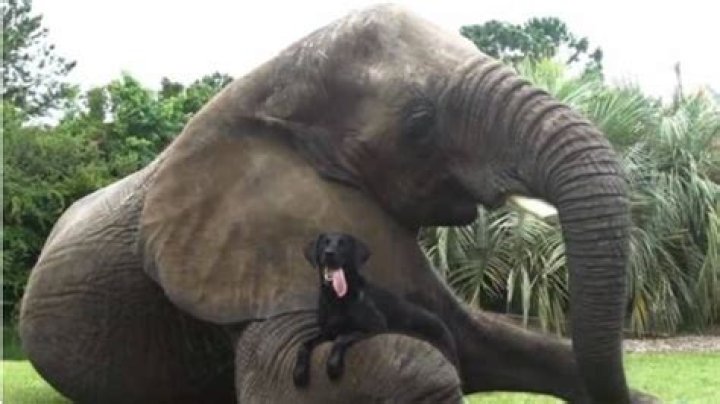 What is Doc Antles net worth? – Celebrity.fm – #1 Official Stars, Business & People Network, Wiki, Success story, Biography & Quotes