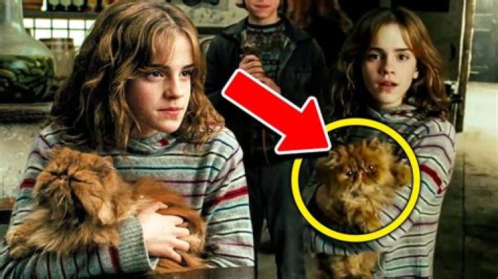 What is Hermione’s cat’s name? – Celebrity.fm – #1 Official Stars, Business & People Network, Wiki, Success story, Biography & Quotes