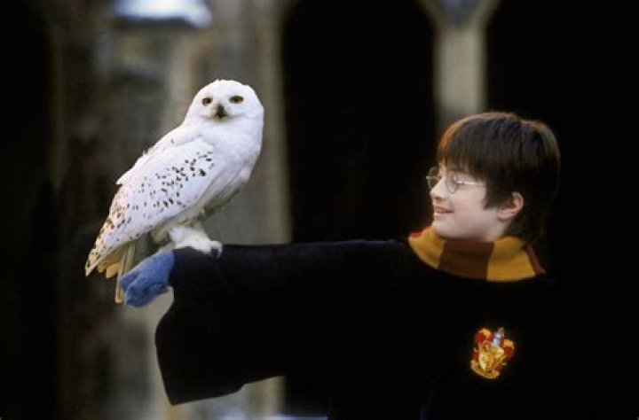 What is the name of Harry Potter’s owl? – Celebrity.fm – #1 Official Stars, Business & People Network, Wiki, Success story, Biography & Quotes
