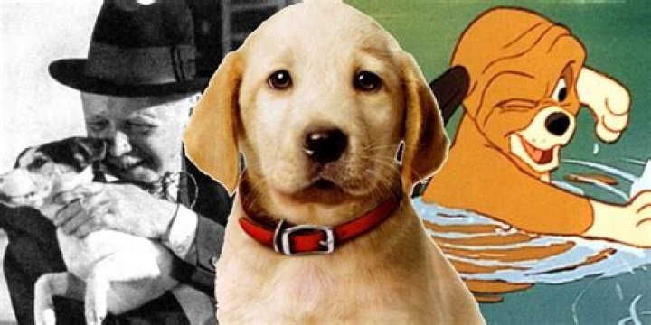 ¿Cuál es la película de perros más triste de la historia? – Celebrity.fm