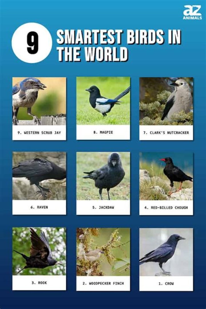 ¿Cuál es el pájaro más inteligente del mundo? – Celebrity.fm