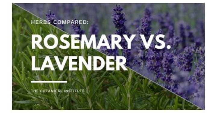 What’s the difference between rosemary and lavender?