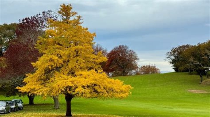 Where is the bra tree in Michigan?