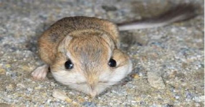 Which animal dies after drinking water? – Celebrity.fm – #1 Official Stars, Business & People Network, Wiki, Success story, Biography & Quotes