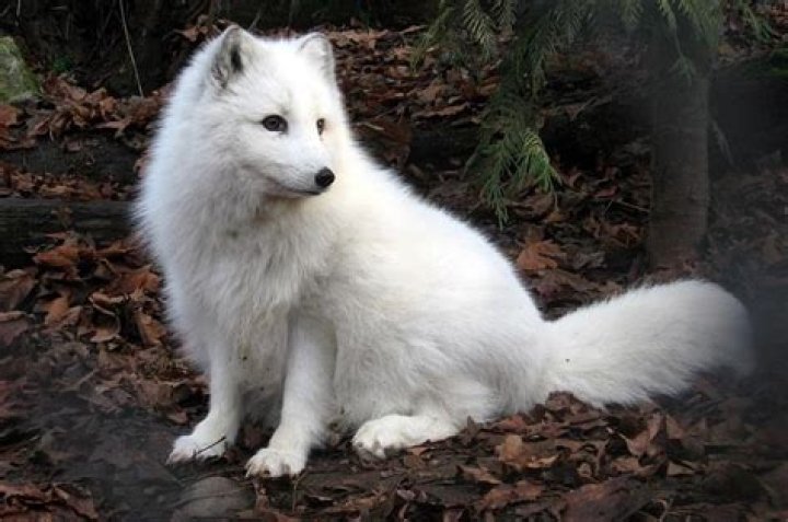 Which animal is the mascot for the town of Coyote Creek?