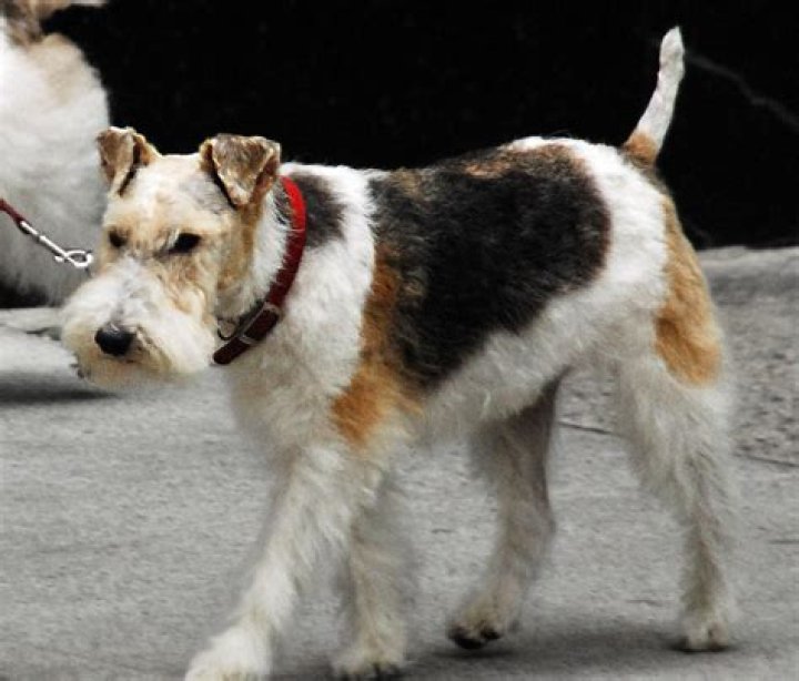 Liema karattri ta' Harry Potter għandhom fox terrier Patronus?