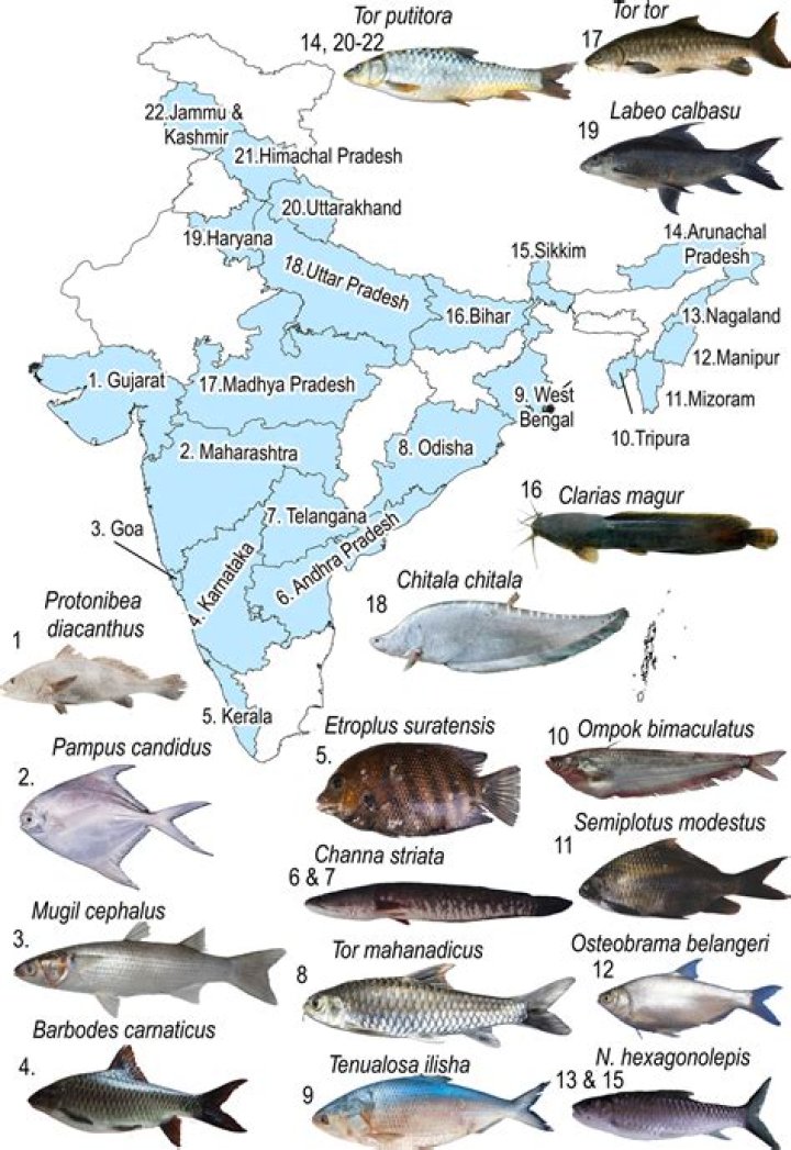 Loại cá nào tốt nhất để ăn ở Ấn Độ? - Celebrity.fm
