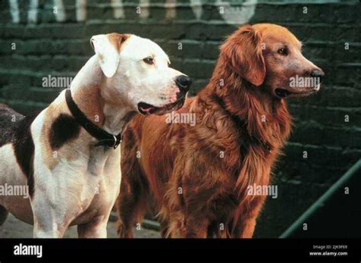 Who is Delilah in Homeward Bound 2? – Celebrity.fm – #1 Official Stars, Business & People Network, Wiki, Success story, Biography & Quotes