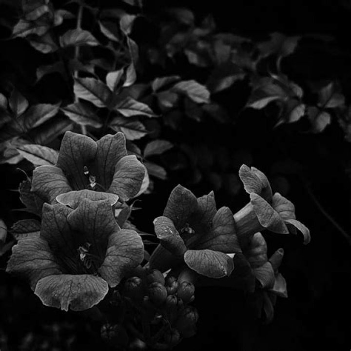 Who sent Petunia the howler? – Celebrity.fm – #1 Official Stars, Business & People Network, Wiki, Success story, Biography & Quotes