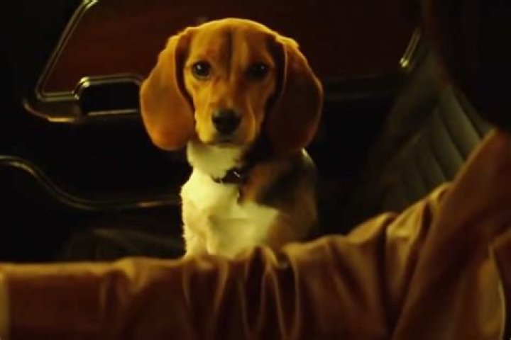 Why did they use CGI dogs in Cruella? – Celebrity.fm – #1 Official Stars, Business & People Network, Wiki, Success story, Biography & Quotes