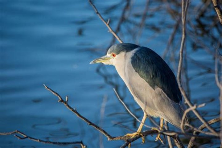 Why do birds chirp at 2am? – Celebrity.fm – #1 Official Stars, Business & People Network, Wiki, Success story, Biography & Quotes